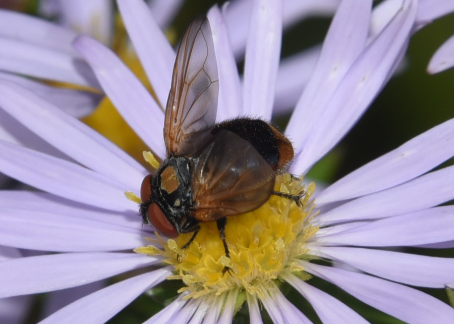 Phasia aurulans